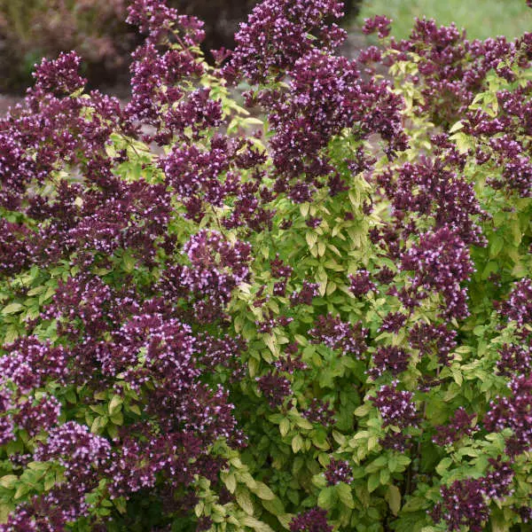 Ornamental Oregano Drops of Jupiter