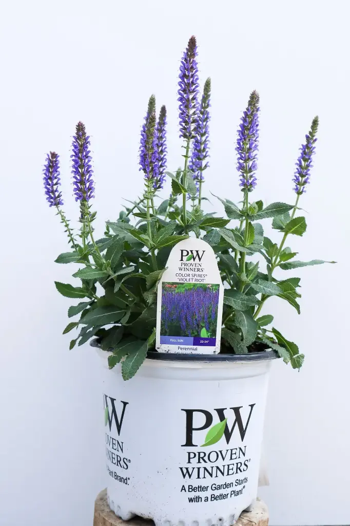 Salvia Violet Riot