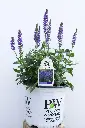 Salvia Violet Riot