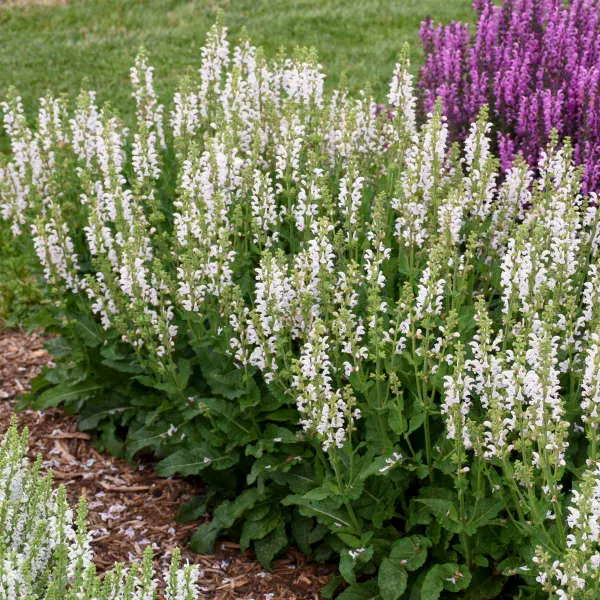 Salvia Snow Kiss