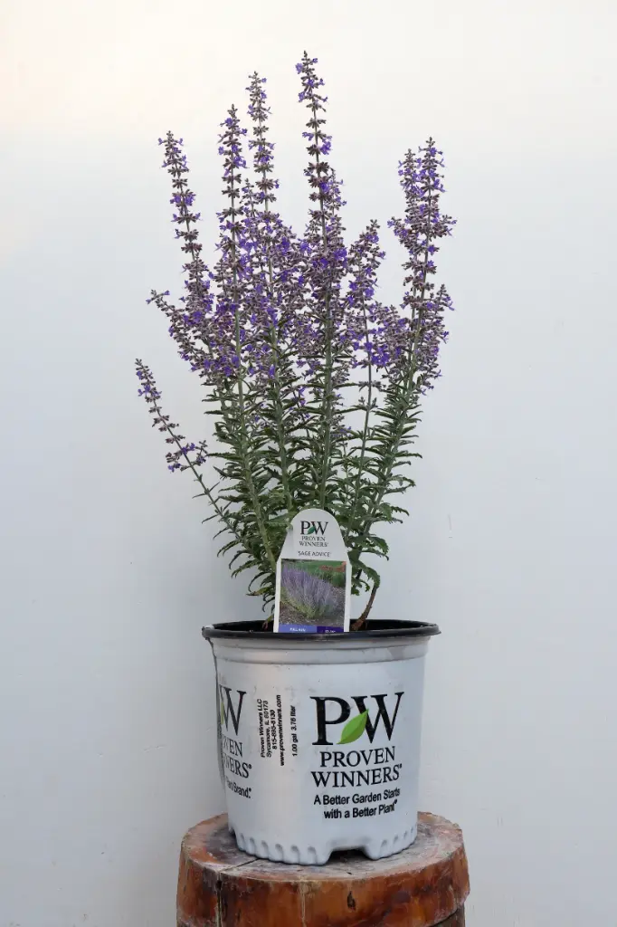 Russian Sage Sage Advice