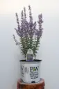 Russian Sage Sage Advice