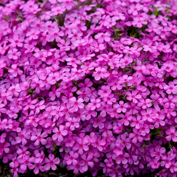 Phlox Creeping Ruby Riot