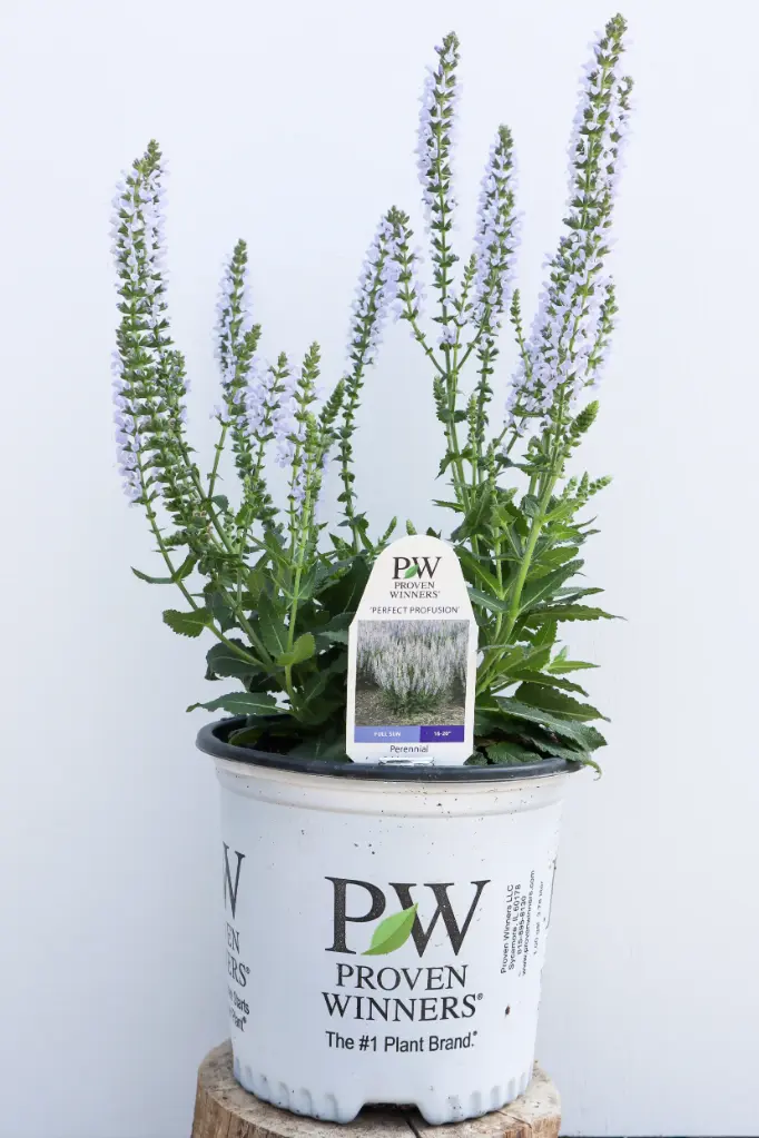 Salvia Perfect Profusion