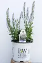 Salvia Perfect Profusion