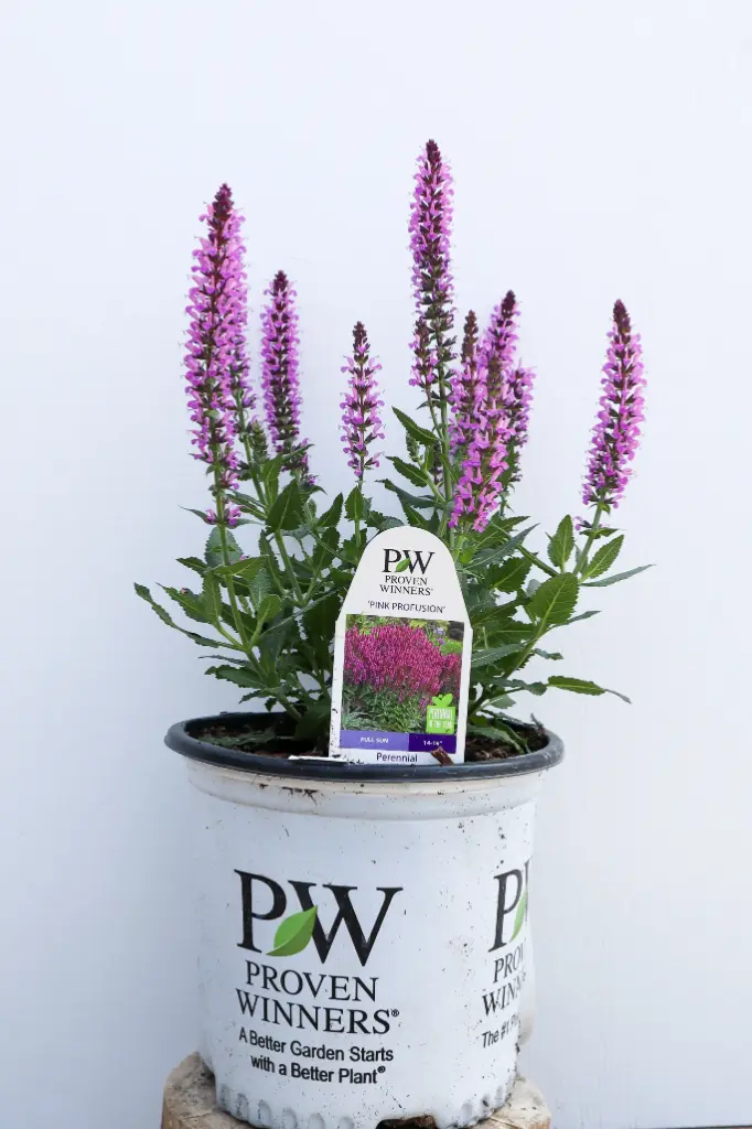 Salvia Pink Profusion