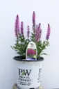 Salvia Pink Profusion
