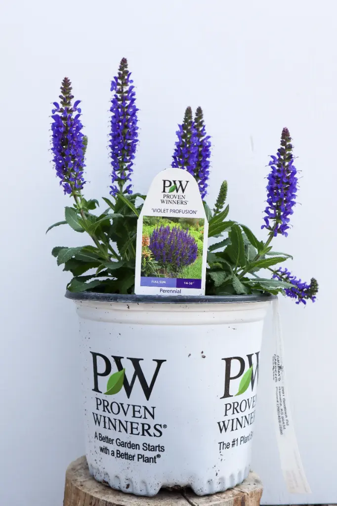 Salvia Violet Profusion