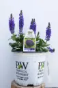 Salvia Violet Profusion