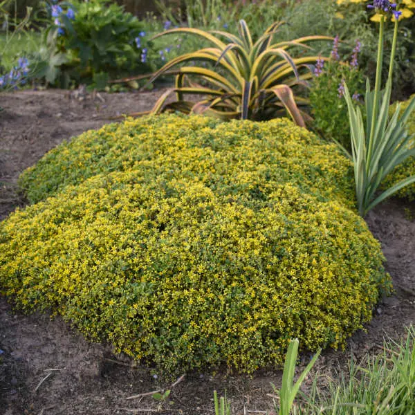 Sedum Yellow Brick Road