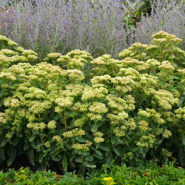 Sedum Lemonjade