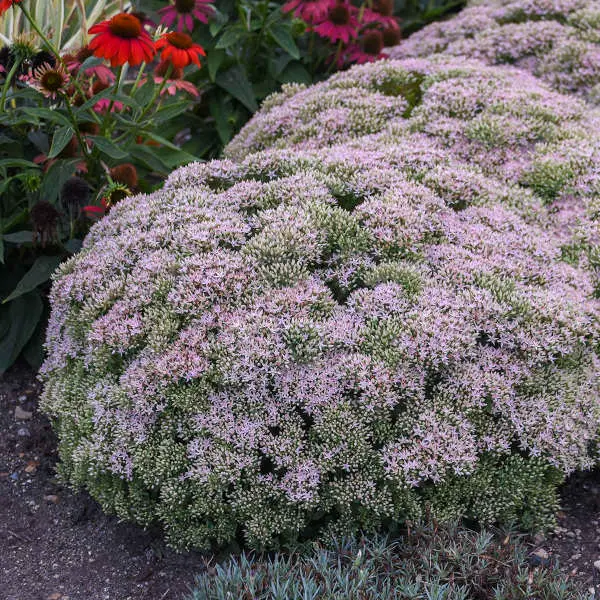 Sedum Pure Joy