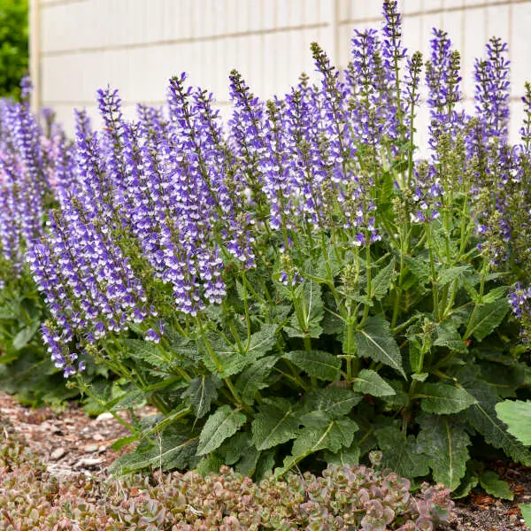 Salvia Azure Snow