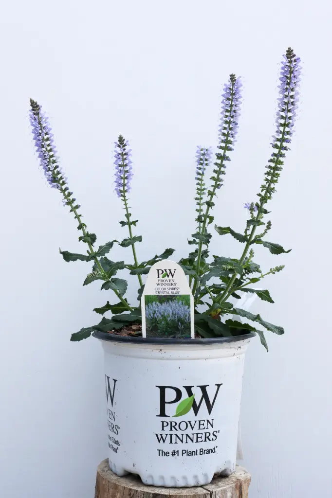 Salvia Crystal Blue