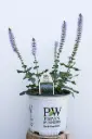 Salvia Crystal Blue