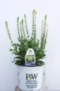 Salvia White Profusion