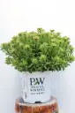 Sedum Bright Idea