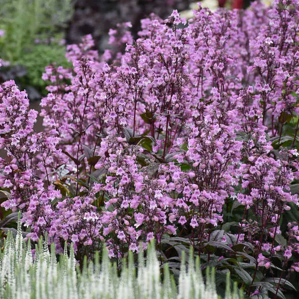 Beardtongue Midnight Masquerade