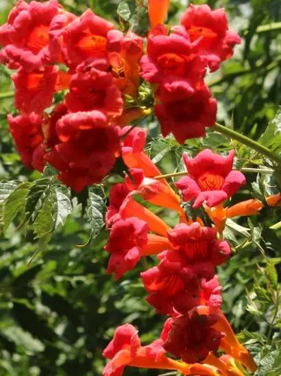 Trumpet Vine Flamenco