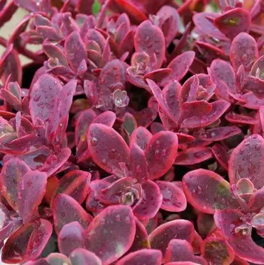 Sedum Wildfire