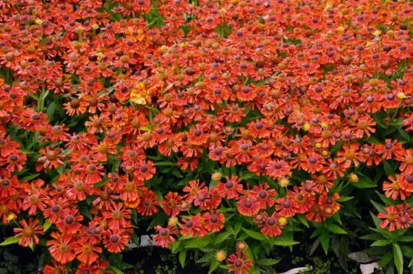 Helenium Mariachi Salsa