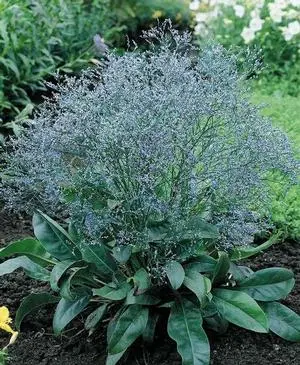 Sea Lavender