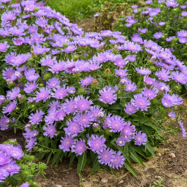 Stokes Aster Riptide