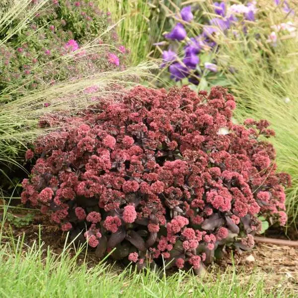 Sedum Midnight Velvet