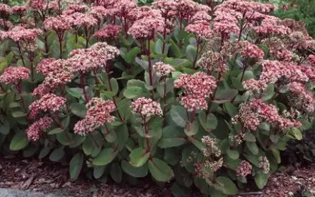 Sedum Matrona