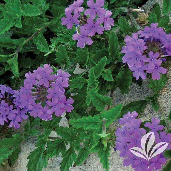 Rose Verbena Homestead Purple