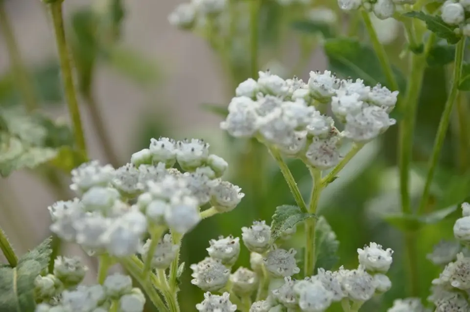 Wild Quinine - Native