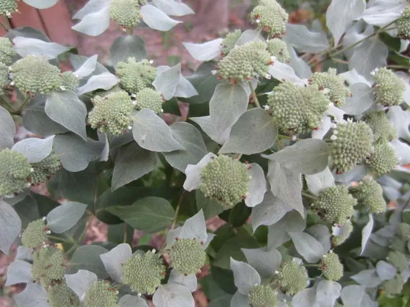 Mountain Mint Blunt - Native