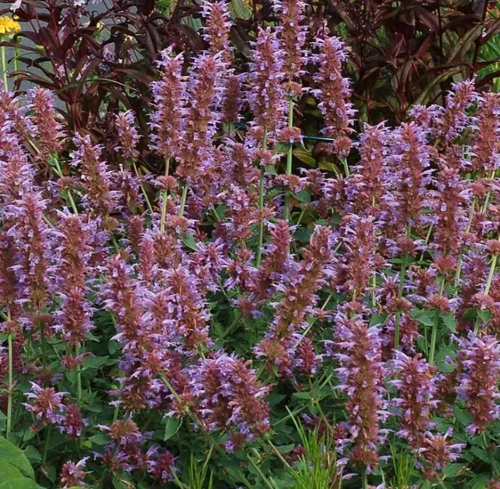 Hyssop Kudos Silver Blue