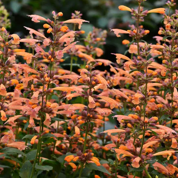 Hyssop Mango Tango