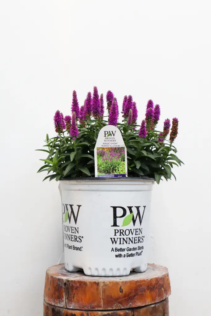 Speedwell Purple Illusion