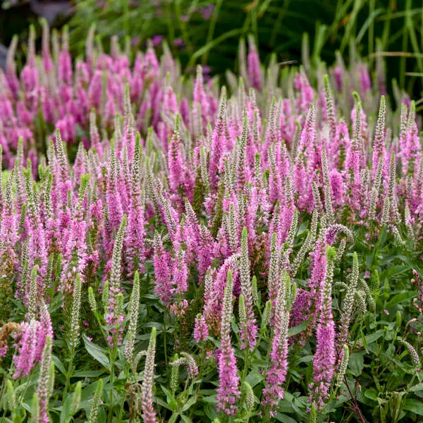 Speedwell Pink Potion