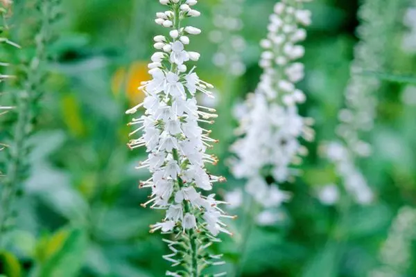 Speedwell Icicle