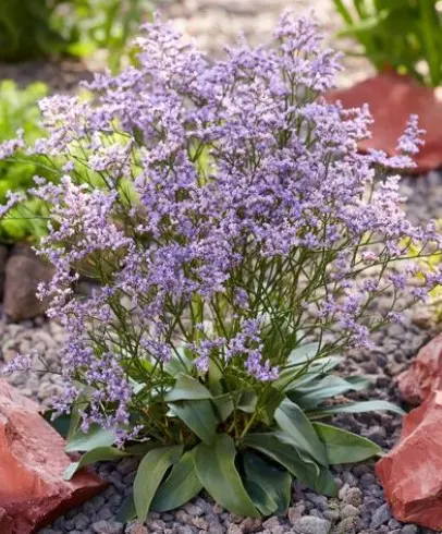 Sea Lavender Dazzle Rocks