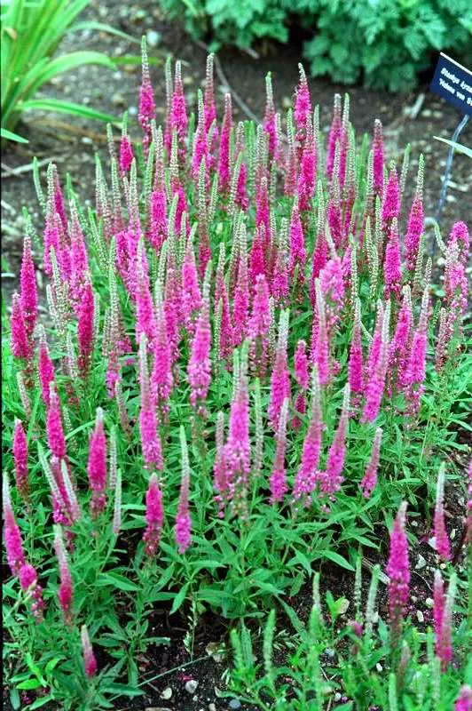 Speedwell Red Fox