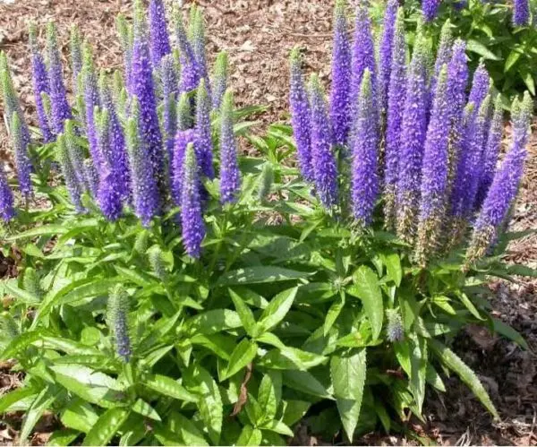 Speedwell Royal Candles