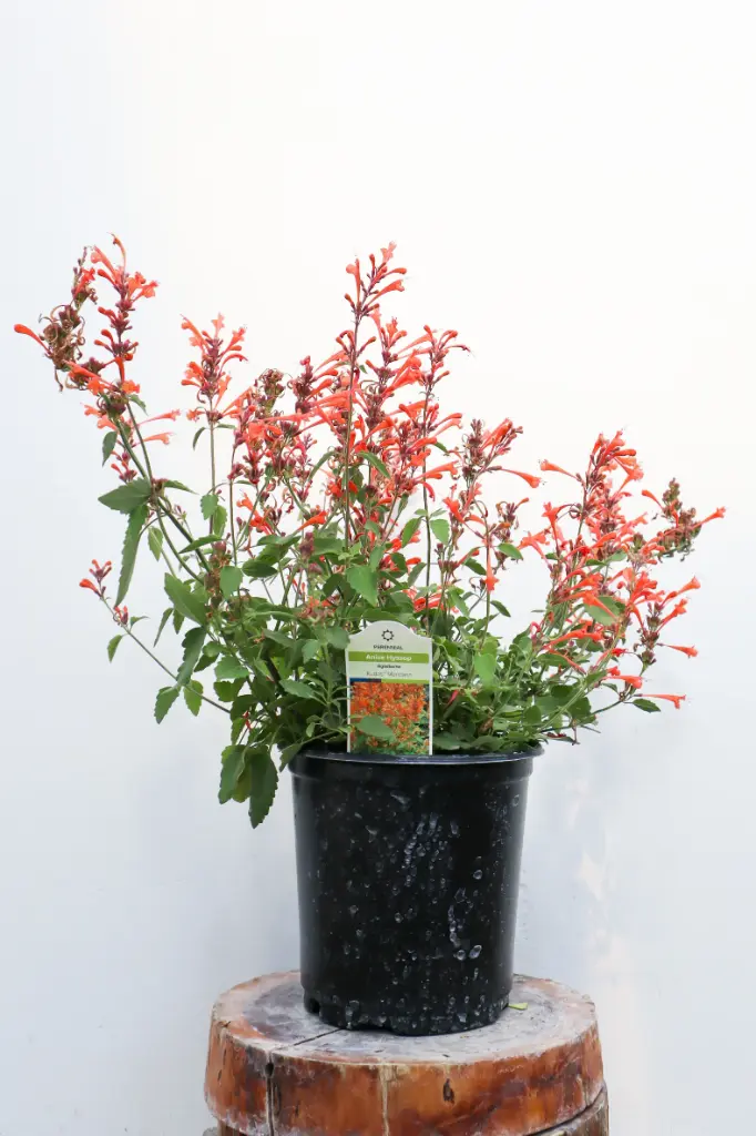 Hyssop Kudos Mandarin