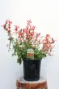 Hyssop Kudos Mandarin