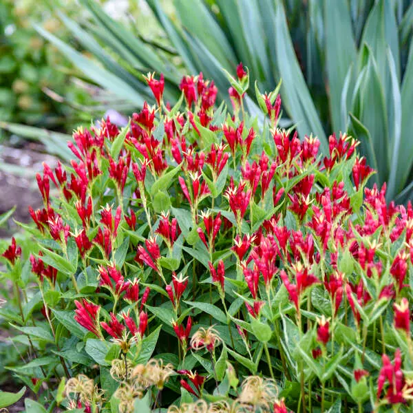 Spigelia Apple Slices