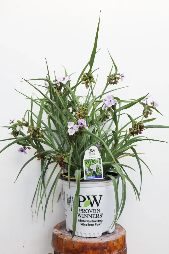 Spiderwort Webmaster