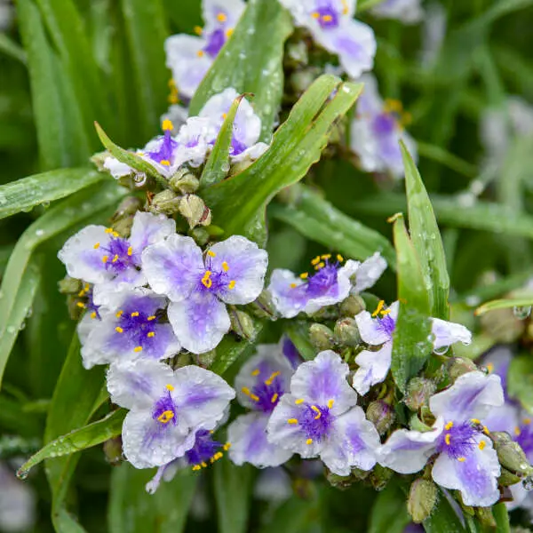 Spiderwort Webmaster