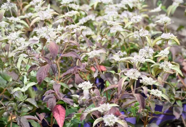 Mountain Mint Smokey