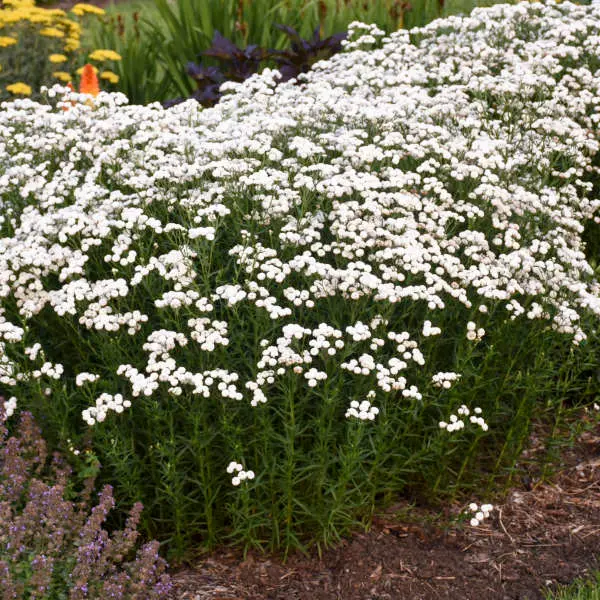 Yarrow Peter Cottontail