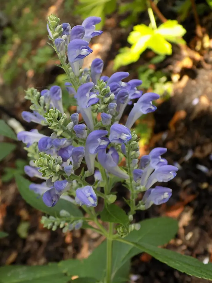 Skullcap Hoary - Native
