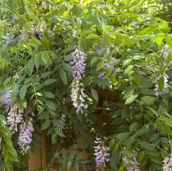 Wisteria Summer Cascade