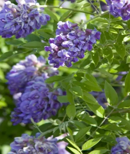 Wisteria Amethyst Falls